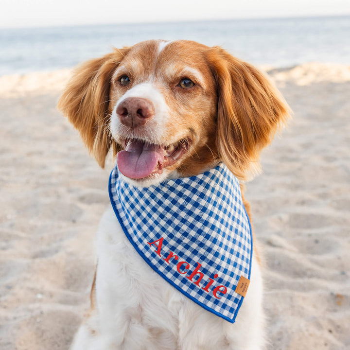 Dog modeling the blue gingham bandana