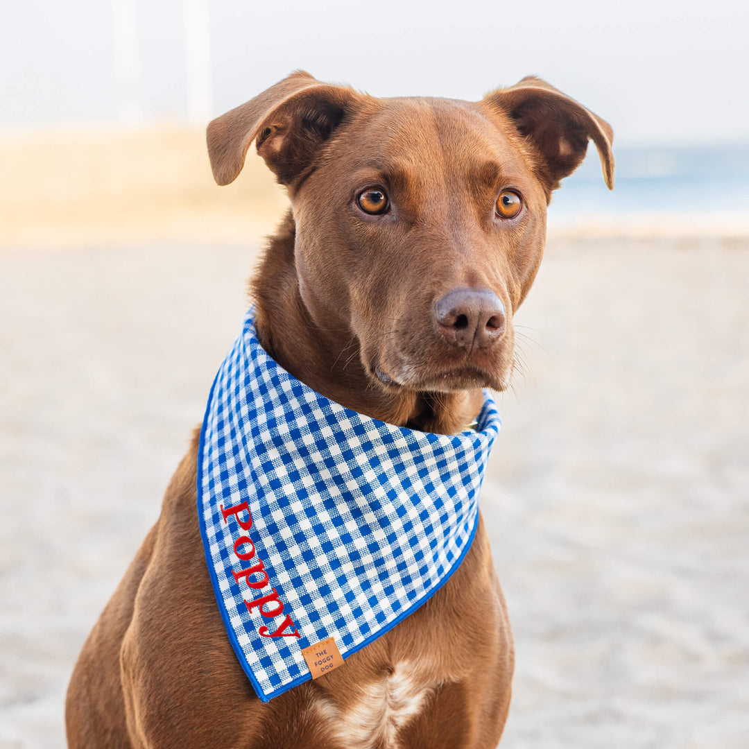 Dog wearing the blue gingham bandana outdoors in summer