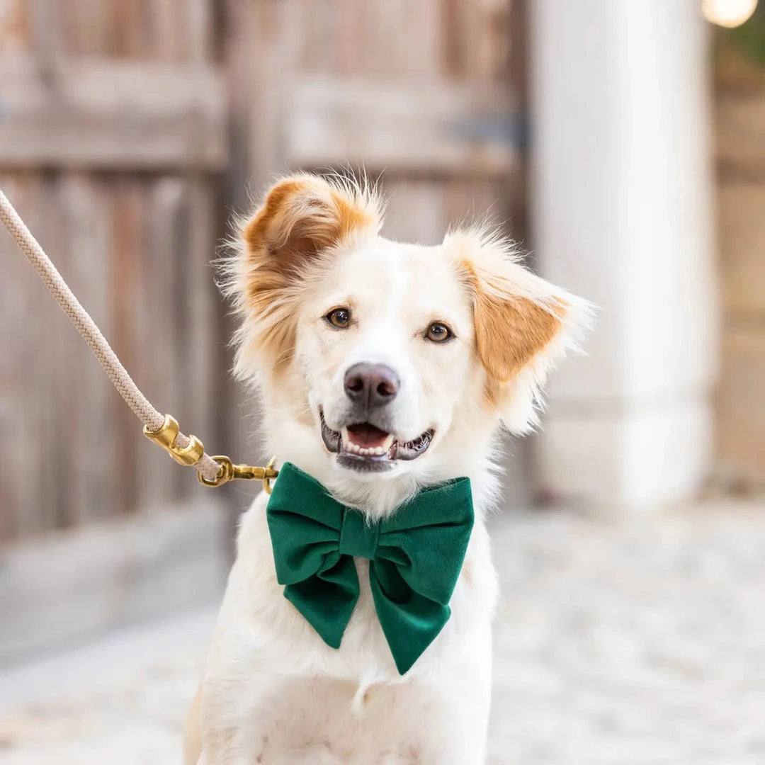 GREEN VELVET HOLIDAY LADY DOG BOW The Foggy Dog Holiday Pet GREEN VELVET HOLIDAY LADY DOG BOW Bonjour Fete - Party Supplies