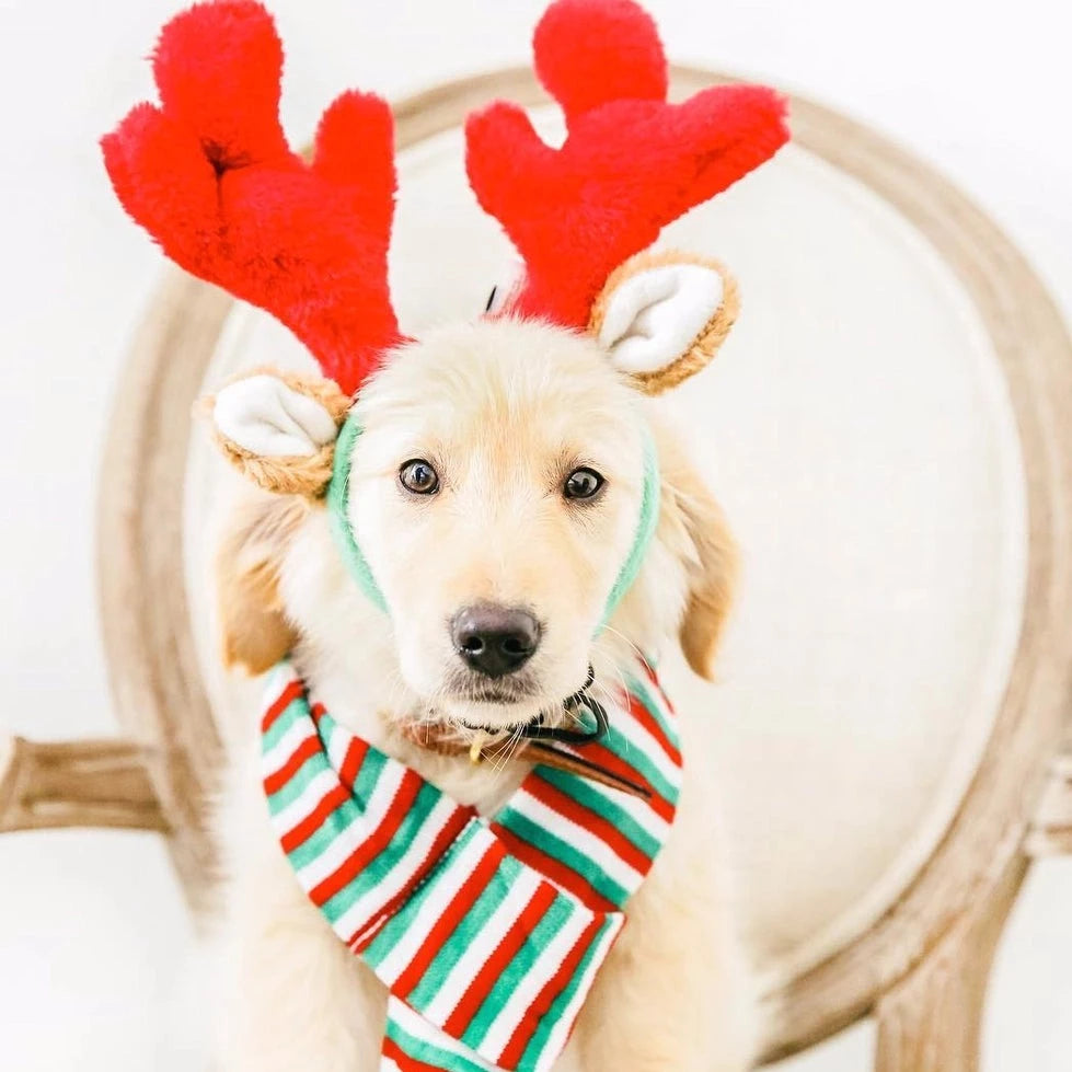 DOG REINDEER ANTLERS HEADBAND ZippyPaws Holiday Pet Bonjour Fete - Party Supplies