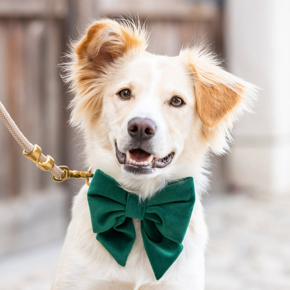 Smiling white and ginger dog on a leash wearing the forest green velvet lady bow outdoors
