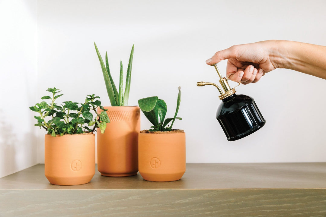 Hand holding a glossy black plant mister with a brass pump beside three terracotta pots of houseplants