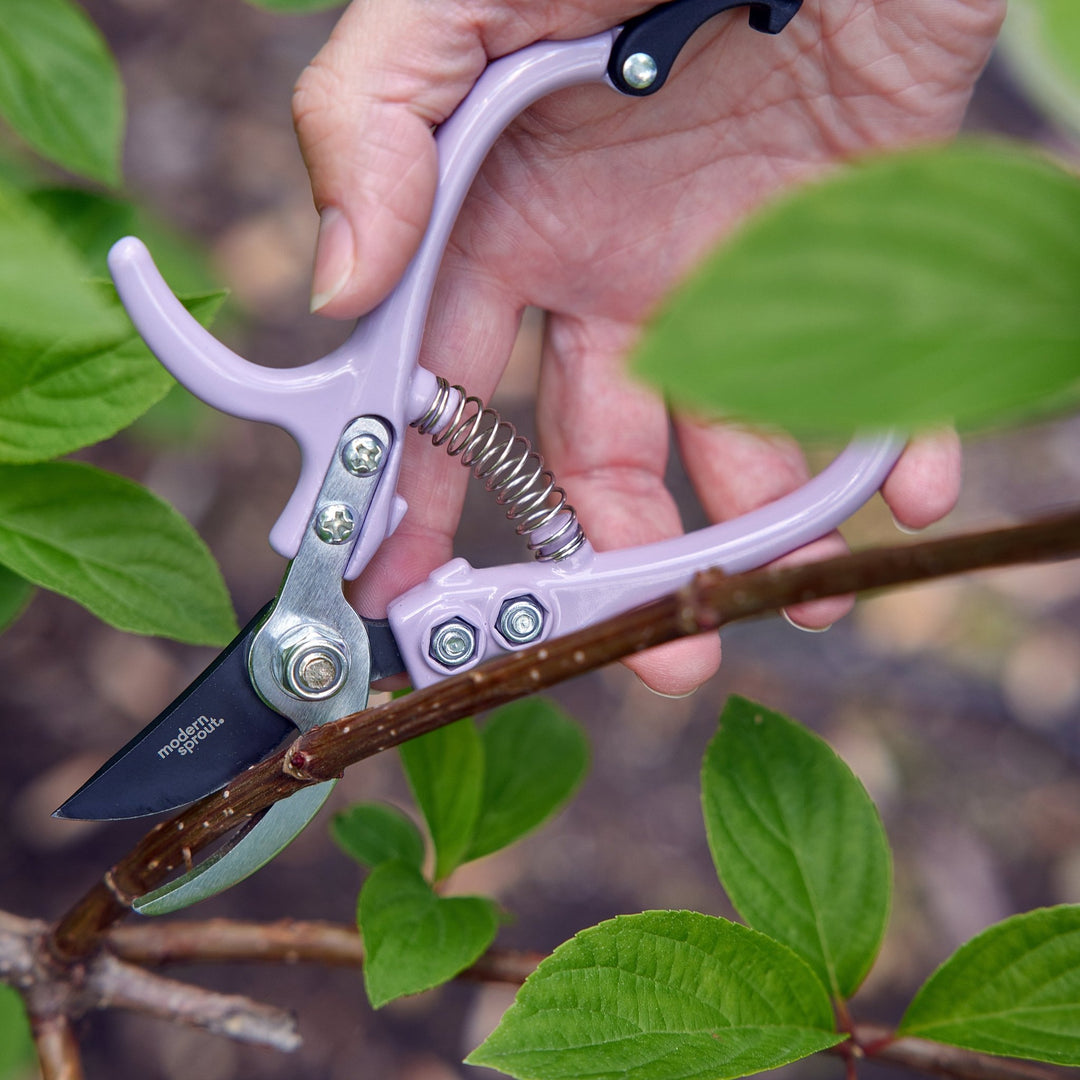 Hand cutting a woody branch with lavender bypass pruners among green leaves