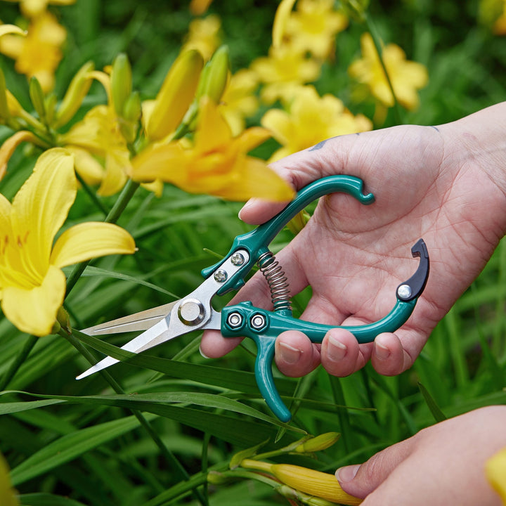 Hand holding ocean needle-nose garden shears among yellow daylilies
