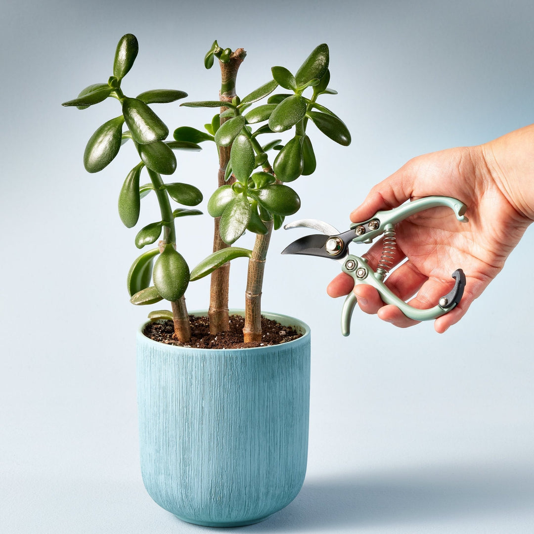Hand holding sage bypass pruners beside a jade plant in a blue textured pot