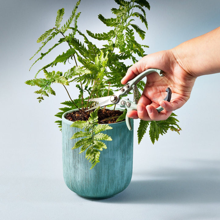 Hand trimming a potted fern with sage needle-nose shears in a blue textured planter