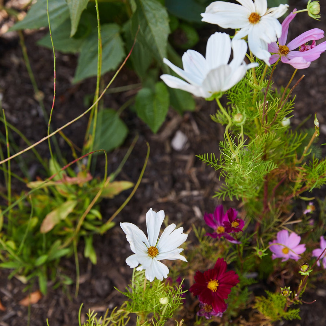 White and magenta wildflowers blooming above feathery green foliage in a sunny garden bed