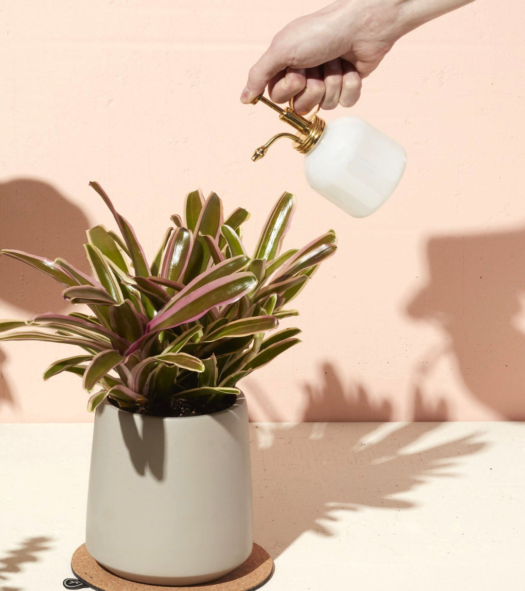Hand misting a striped bromeliad in a stone pot with a white plant mister with a brass pump