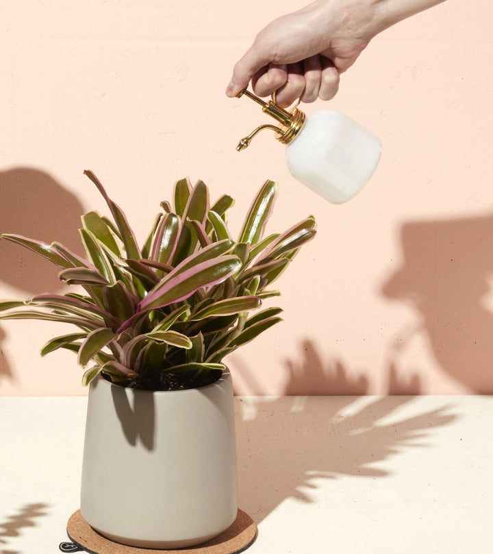Hand misting a striped bromeliad in a stone pot with a white plant mister with a brass pump