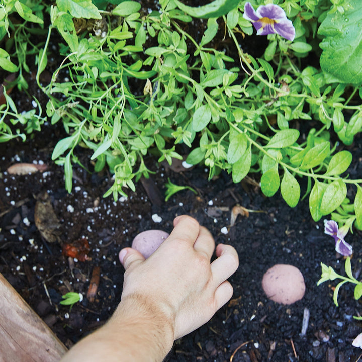 Hand pressing a clay wildflower seed ball into garden soil beside leafy green plants