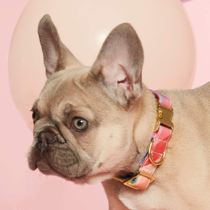 Over the Rainbow Dog Collar