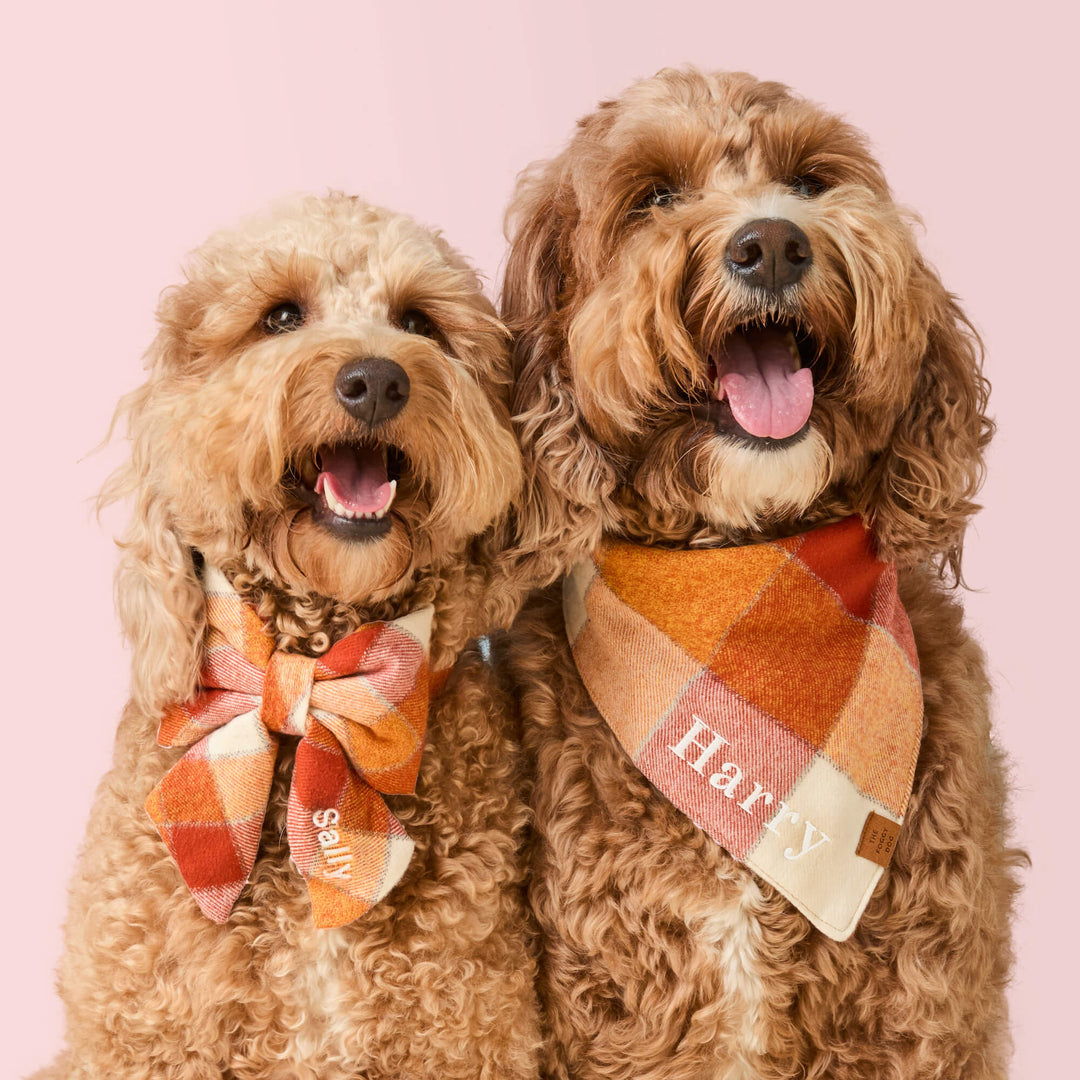 Pumpkin Spice Plaid Flannel Lady Bow Collar