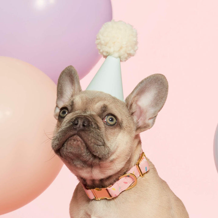 Sprinkles Dog Collar