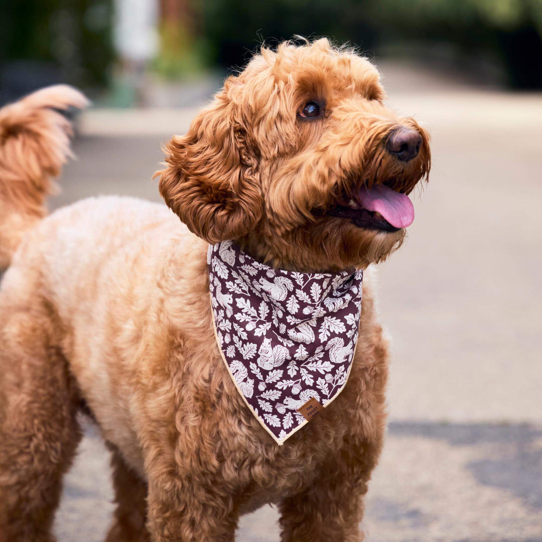 Squirrel! Dog Bandana