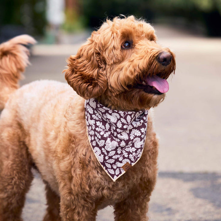 Squirrel! Dog Bandana
