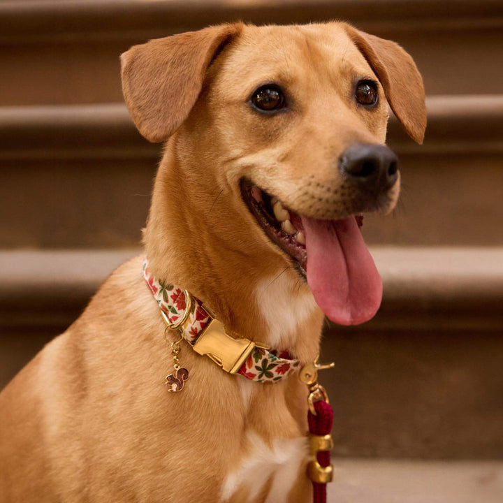 Falling Leaves Dog Collar